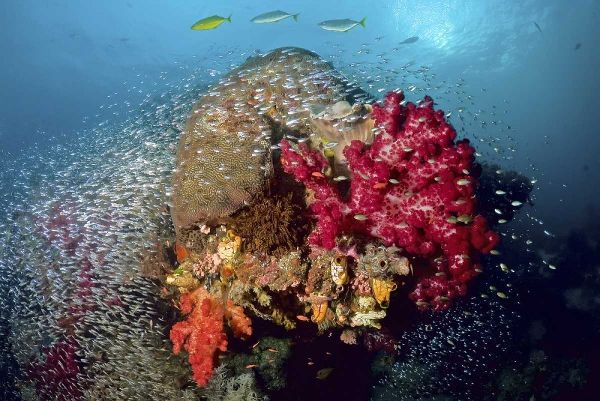 Reef scenics, Irian Jaya, West Papua, Indonesia